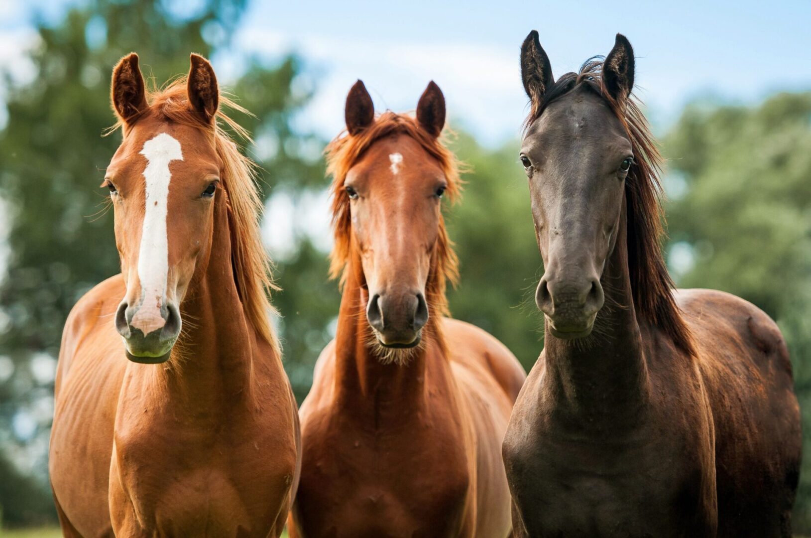 Three horses standing next to each other in a line.